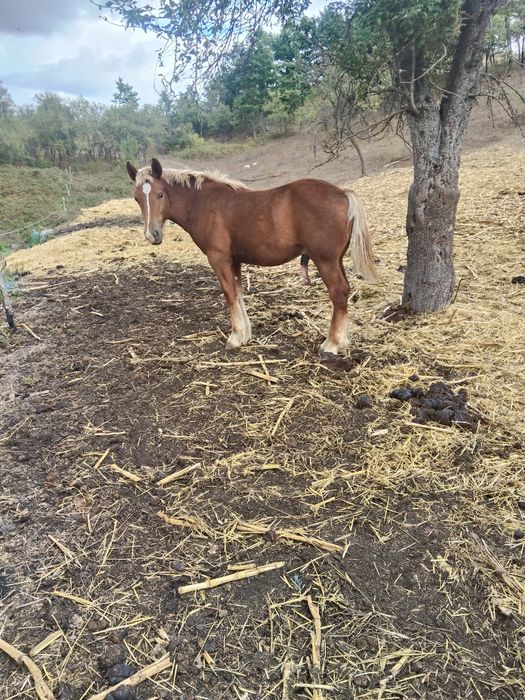 De vânzare viței și un mânz