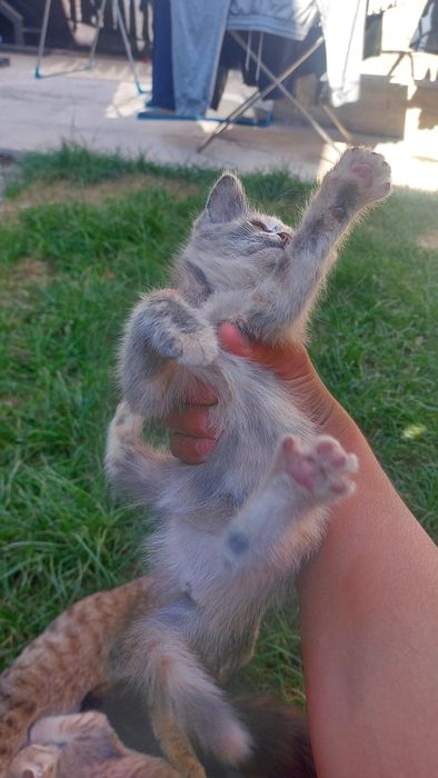 Мушук боллари котятки
