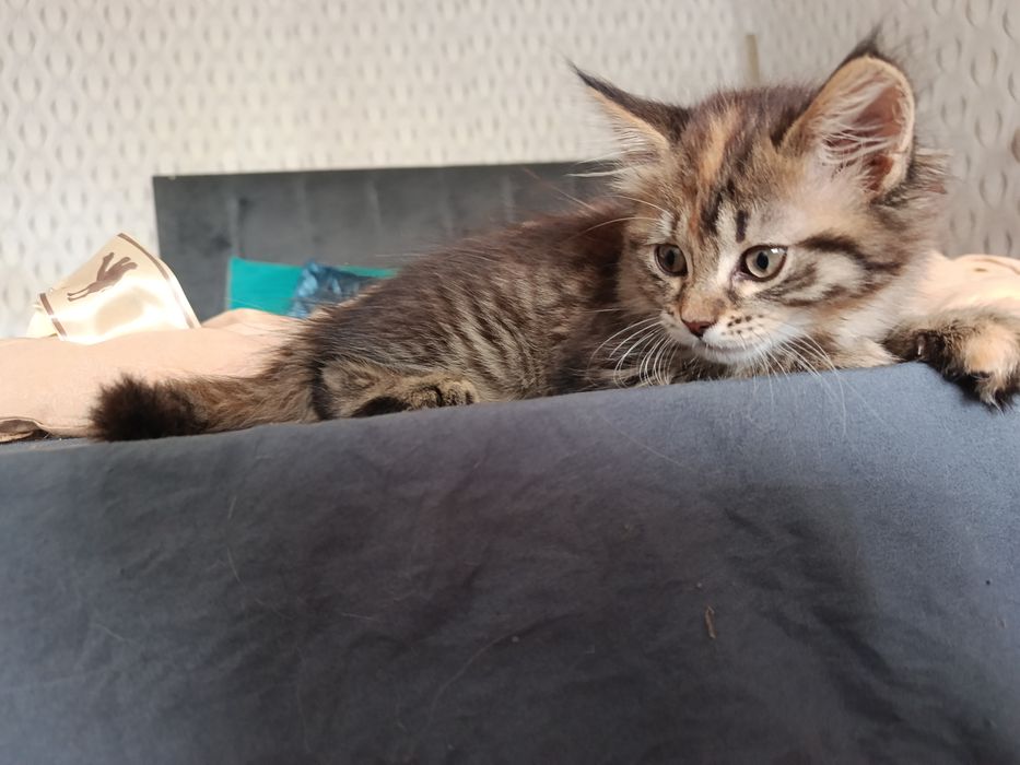 Продам милых котят Мейн-кун