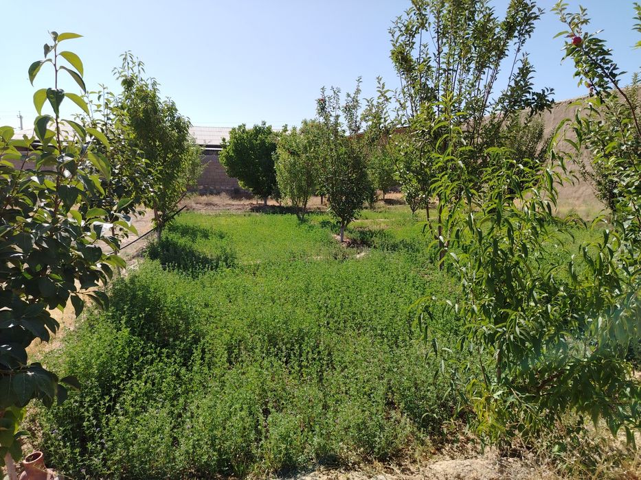 Ховли сотилади. ер майдони 18 сотих