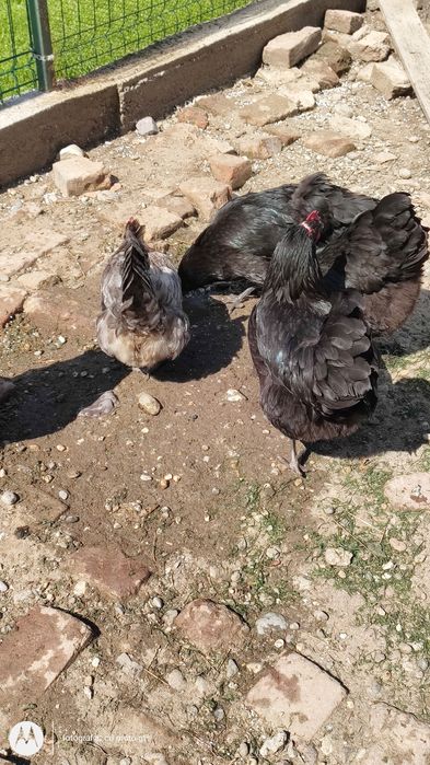 cocoș australop si 15 oua australop