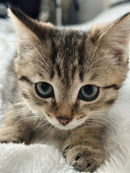 Отдам котенка в добрые руки!