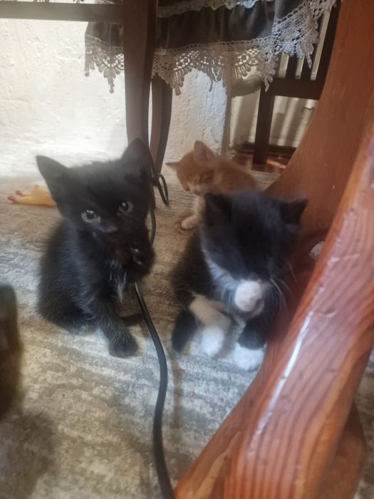 Котята в добрые руки