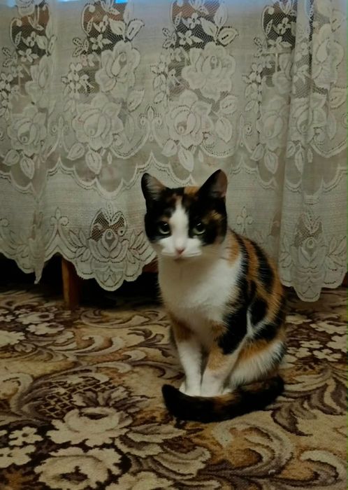 Кошка домашняя в добрые руки