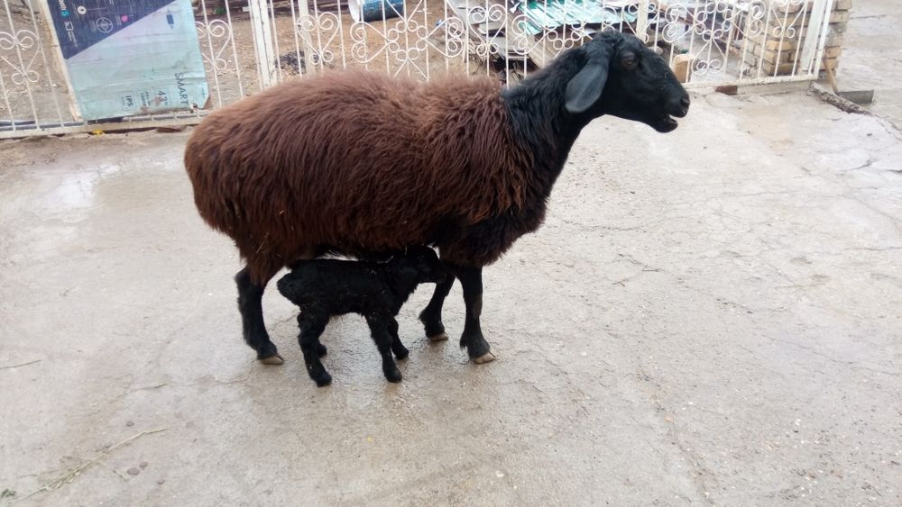 Сурхон куйи сотувда