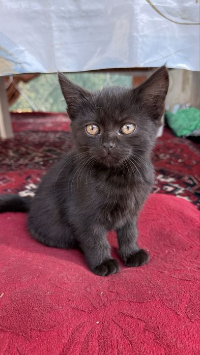Котята черные в добрые руки