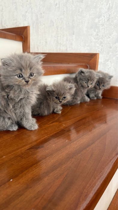 продаются породистые котята