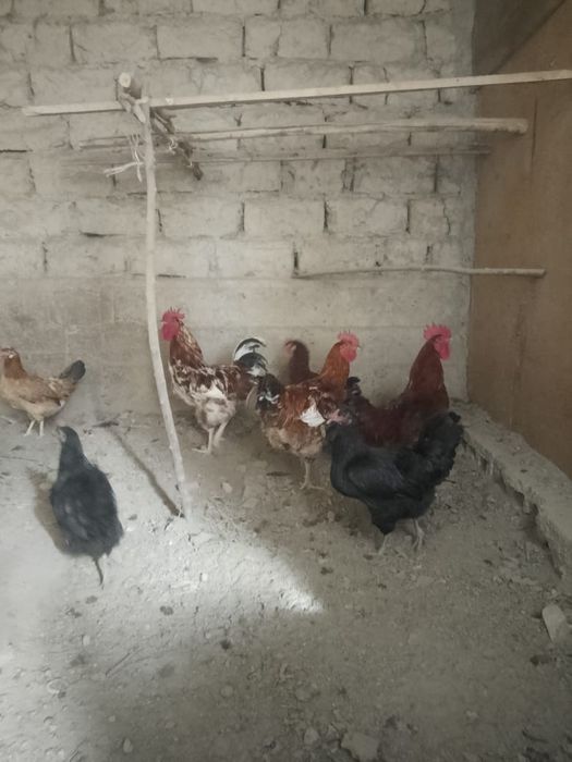 Хонаки тоза хорозлар ва товуклар 150 дан 250 минггача келишамиз