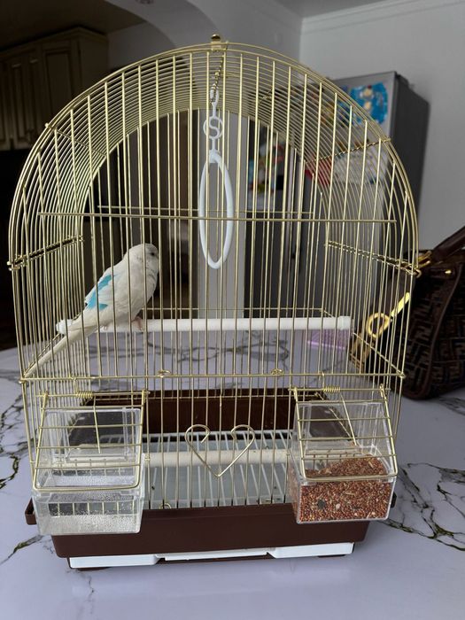 Попугай с клеткой