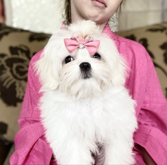 Продаются щенки девочка мальтезе