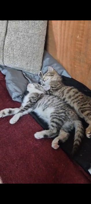 Отдам котят в хорошие руки