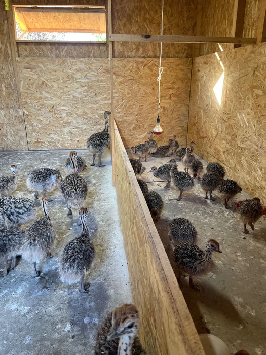 Pui de struț negru african