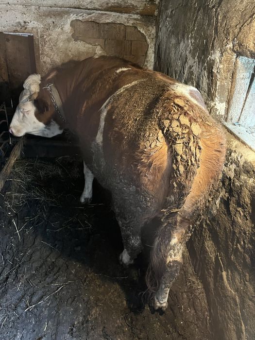 Junincă in varsta de 1 an si 6 luni, rasa Baltata Romaneasca