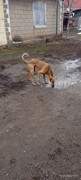 Тазы 10 ай ургашы