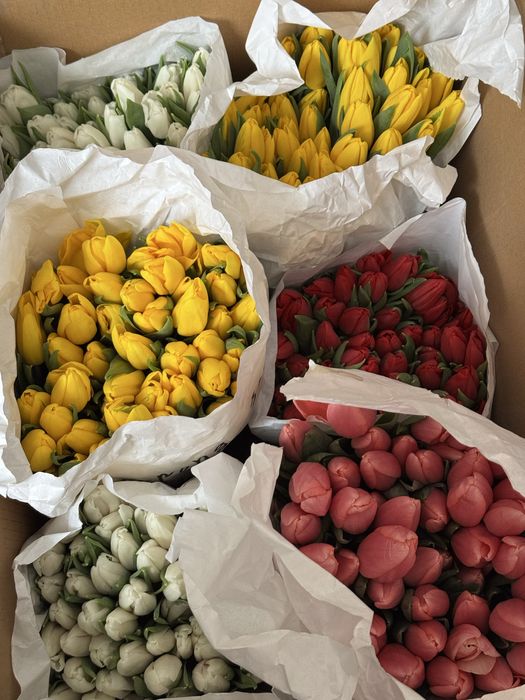 Продам пачками тюльпаны по 500