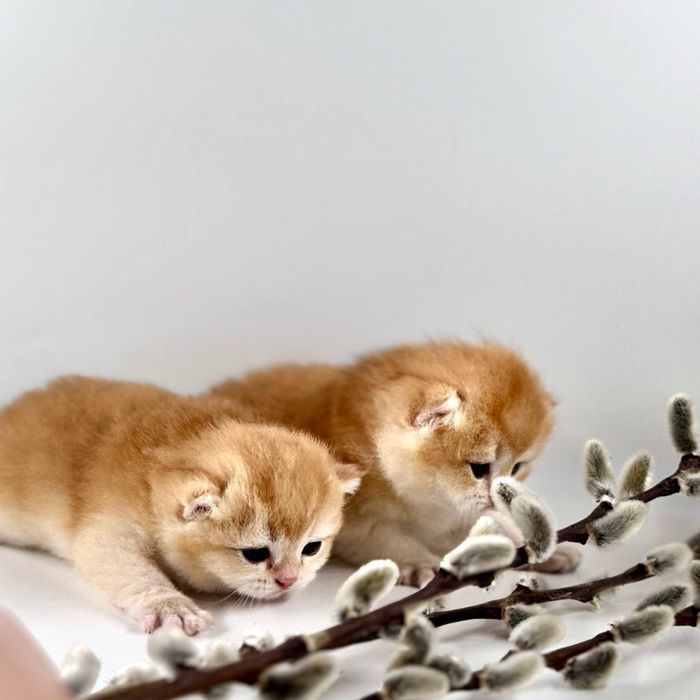 Плюшки золотинки лялечки