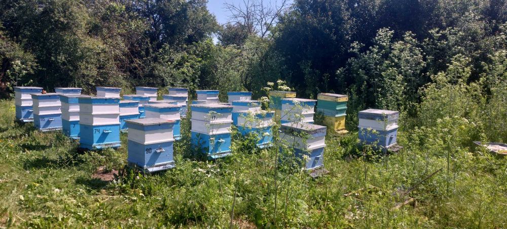 Натурален пчелен мед