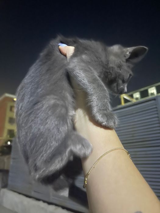 Котенок в добрые руки