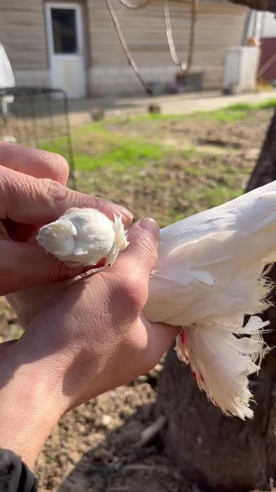 Кептер сатылады, голуби