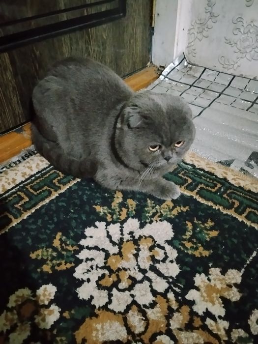 Skotish fold 2ta bolasi va otasi