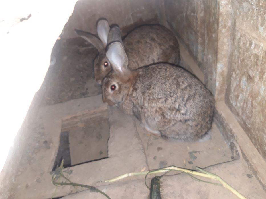 2коян бар 1ургашы 1еркек