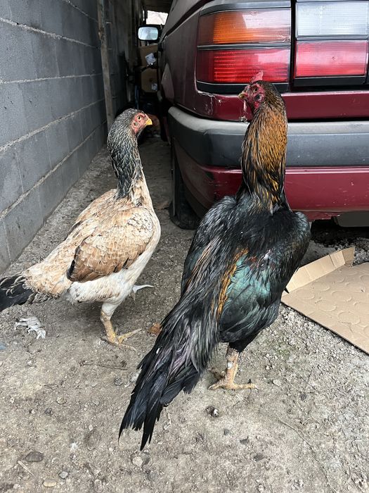 Боивый куры……………