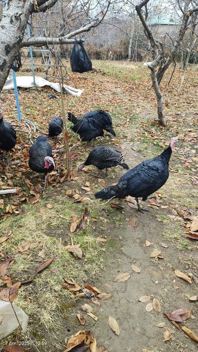 Kurka sotaman 6 ta xuroz 5 ta makiyon 450000 sum