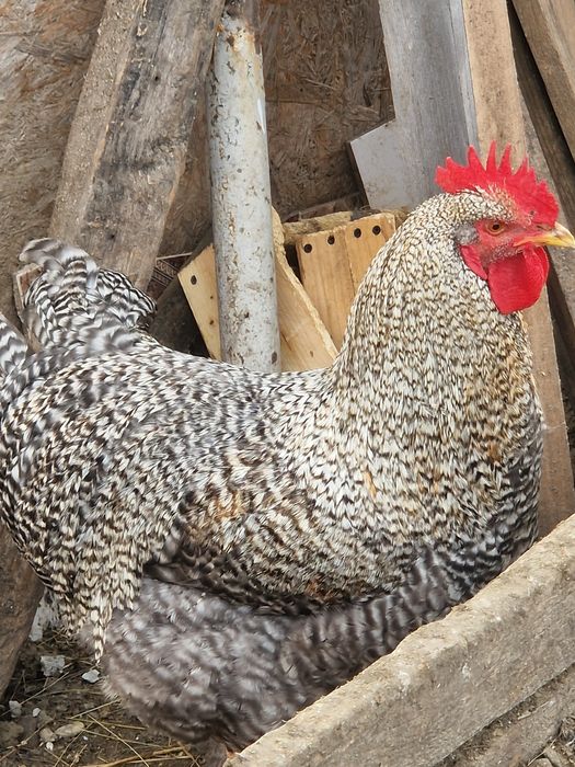 Cocosi tineri din vara