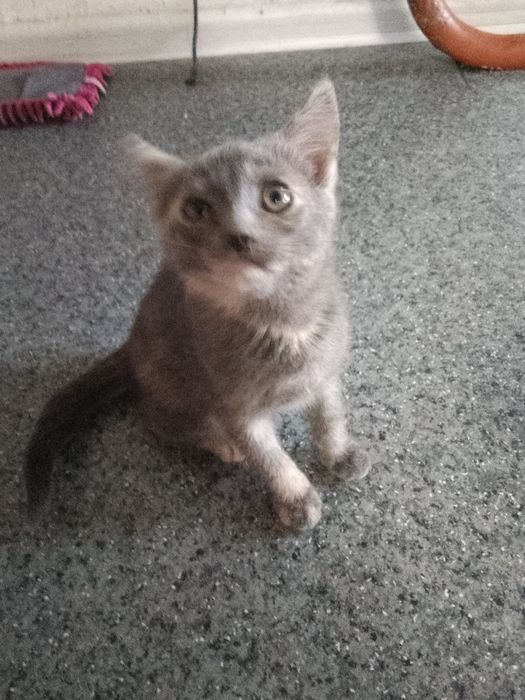 Отдам в добрые руки котенка (кошка)