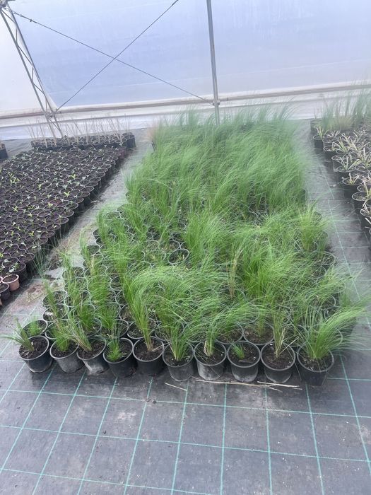 Стипа Ангелска Коса