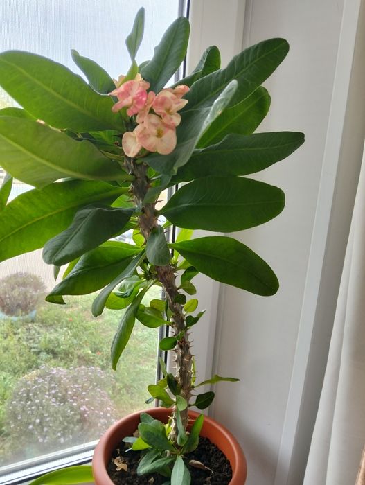 Цветок молочай" Миля"