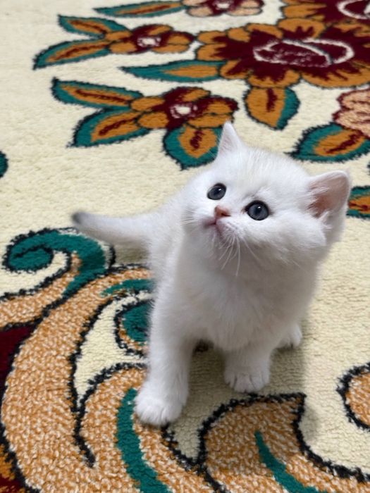 Britanski zolotistiy shinshila