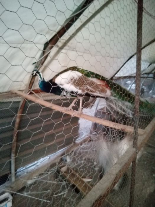 Продавам Пауни мъжки и женски