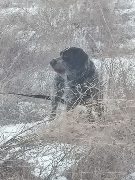 Вязка шикарный кобель дратхаара