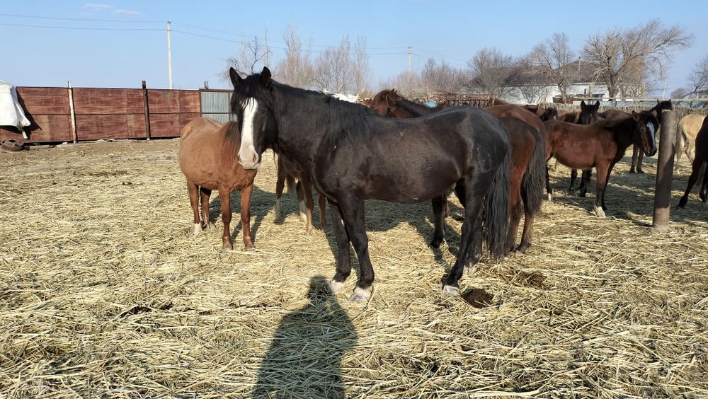 Айғыр Айғыр сатылады