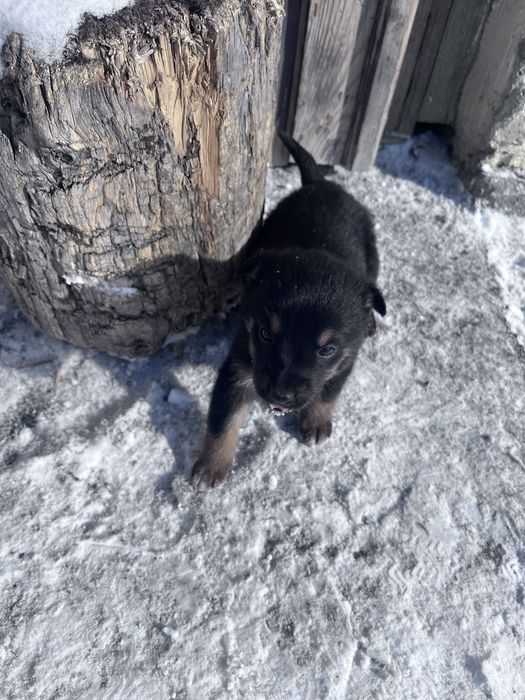 Отдам Щенят добрые руки