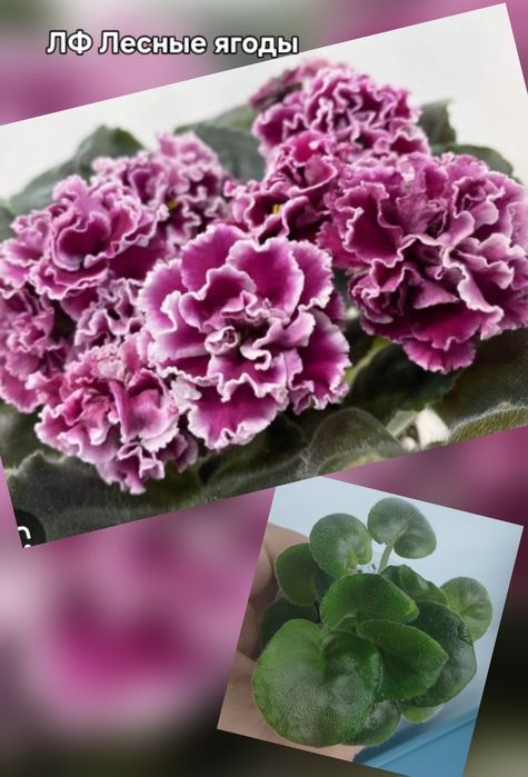 Продам детки фиалок разных