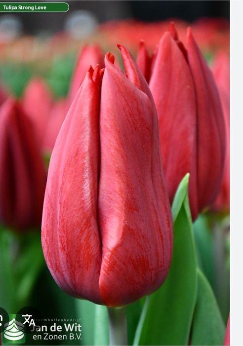 Тюльпаны Оптом  к 8 марта