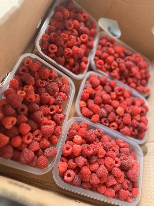 Zmeură de vânzare