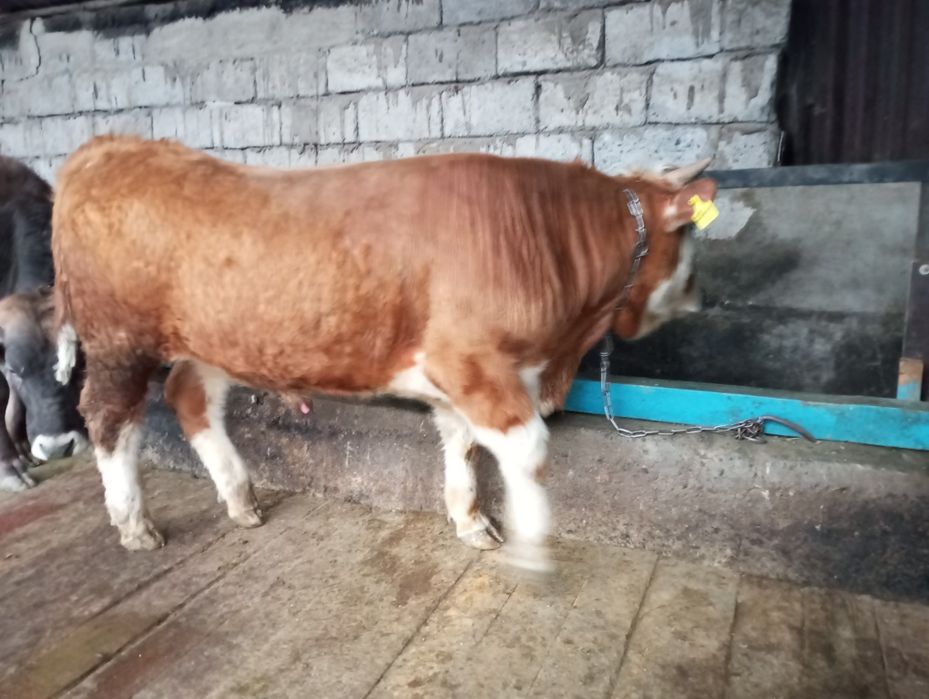 Продам бычка, быка