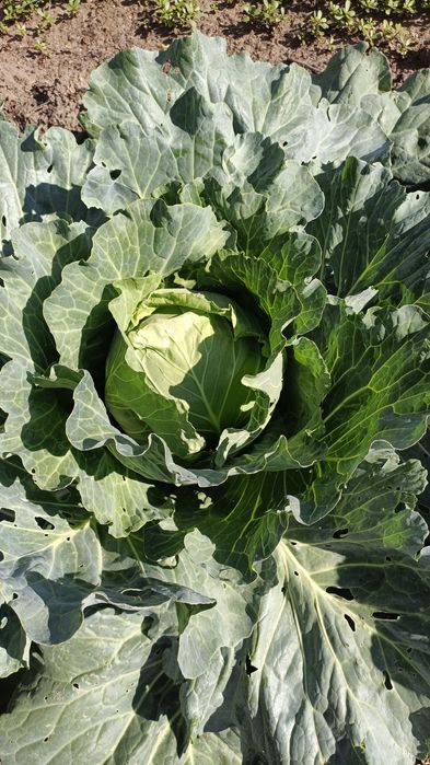 Продам Дачу за теплым каналом