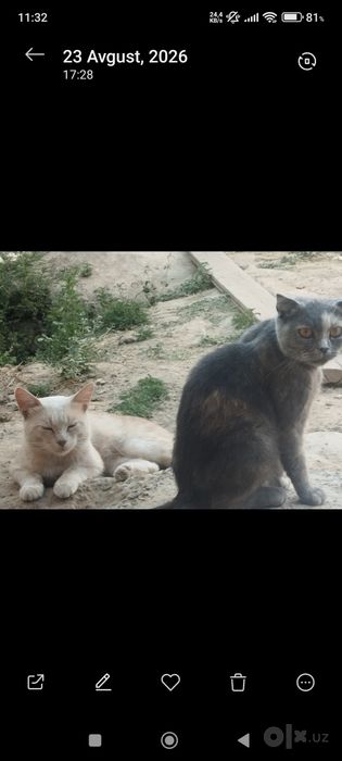 Mushukca sotiladi   2. 5 oylik