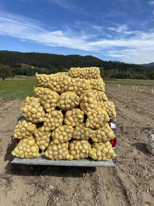Семе за картоф Сорая/Карелиа/Агрия А клас