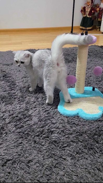 Baiat superb scottish fold cu pedigree