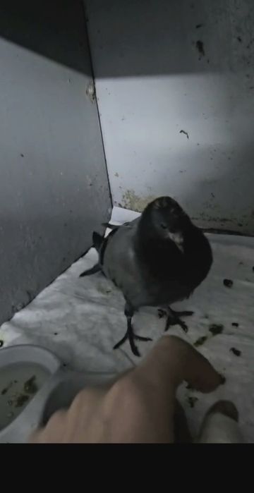 Помогите спасти  голубят!