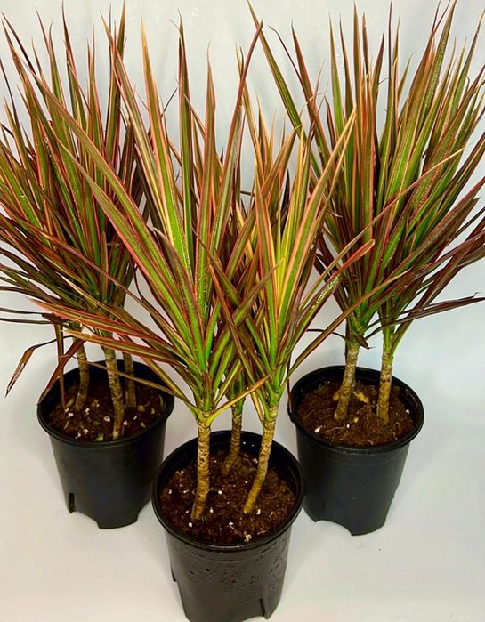 Драцена Маргината 40см 3500