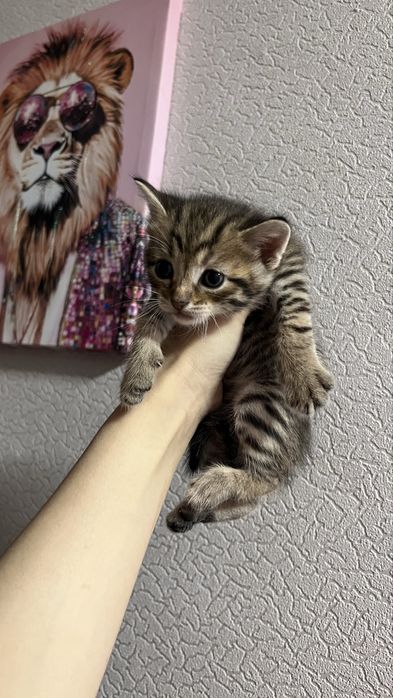 мысық,кошки беремізз