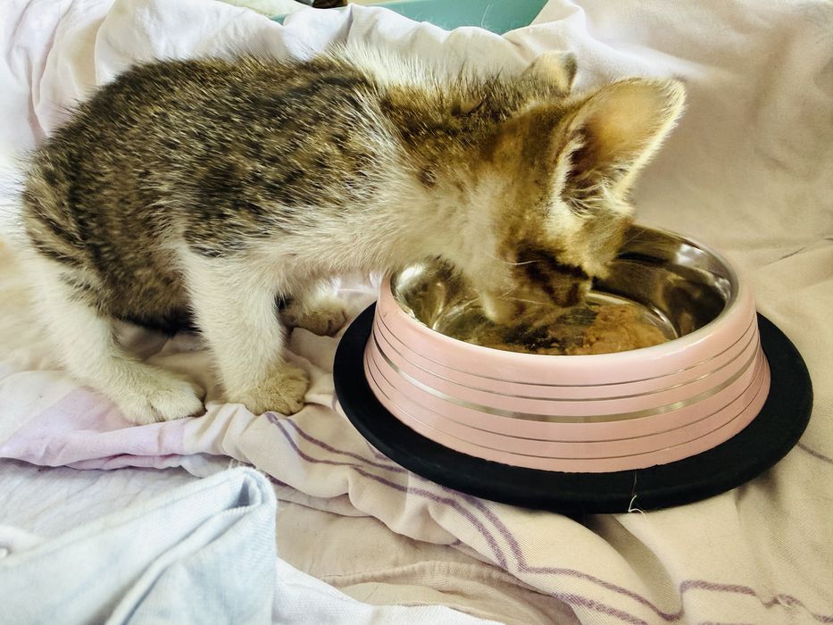 Millie își caută o familie iubitoare!