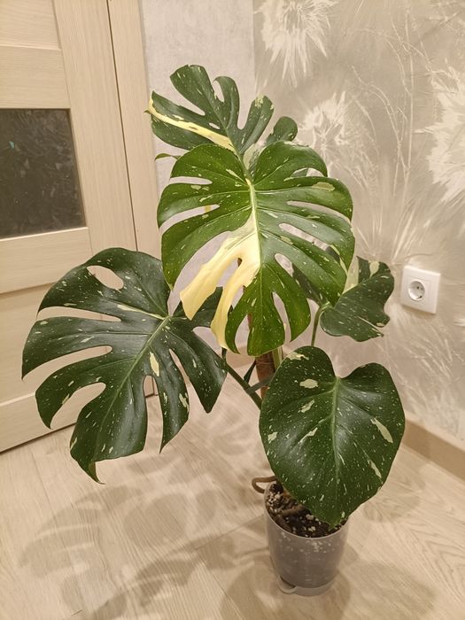 Монстера тайское созвездие