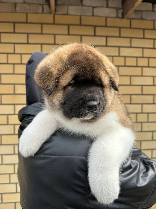 Щенки американской акиты